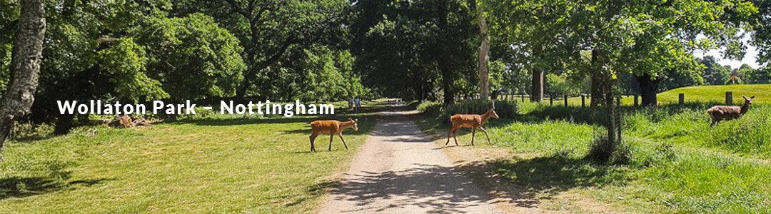 A picture of deer crossing a park path with a heading that reads "Wollaton - Nottingham"